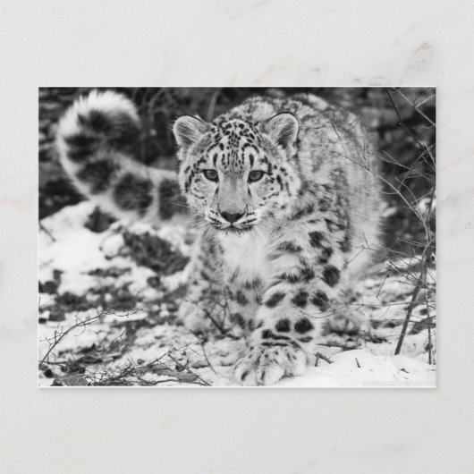 Snow Leopard Postkarte (Vorderseite)
