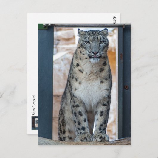 Snow Leopard Postkarte (Vorne/Hinten)