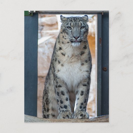 Snow Leopard Postkarte (Vorderseite)