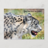 Snow Leopard Postkarte (Vorderseite)