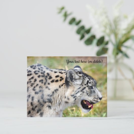 Snow Leopard Postkarte (Stehend Vorderseite)