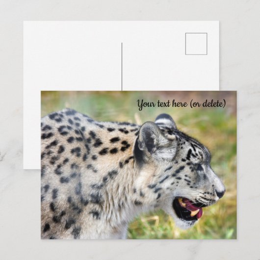 Snow Leopard Postkarte (Vorne/Hinten)
