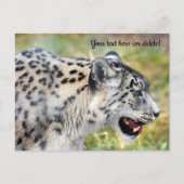 Snow Leopard Postkarte (Vorderseite)