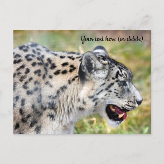 Snow Leopard Postkarte (Vorderseite)