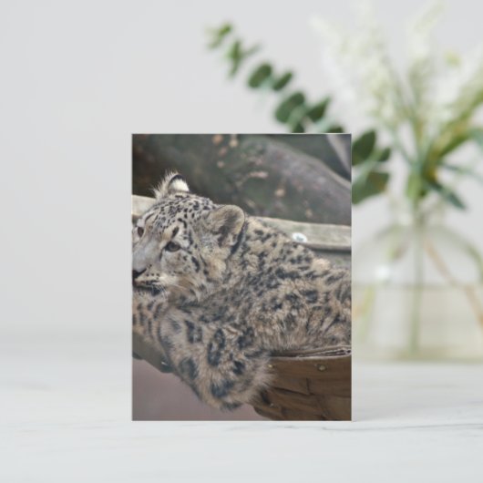Snow Leopard Postkarte (Stehend Vorderseite)