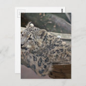 Snow Leopard Postkarte (Vorne/Hinten)