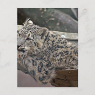 Snow Leopard Postkarte