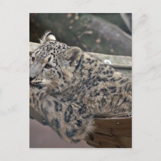 Snow Leopard Postkarte (Vorderseite)