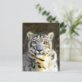 Snow Leopard Postkarte (Stehend Vorderseite)