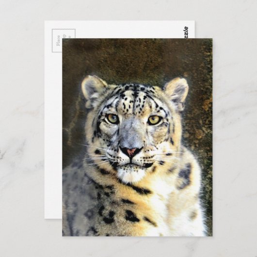 Snow Leopard Postkarte (Vorne/Hinten)