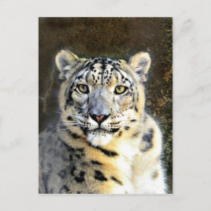 Snow Leopard Postkarte