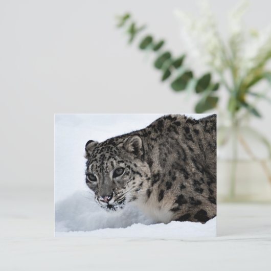 Snow Leopard Postkarte (Stehend Vorderseite)