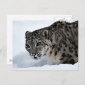 Snow Leopard Postkarte (Vorne/Hinten)