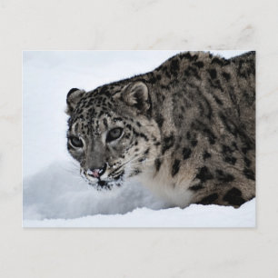 Snow Leopard Postkarte