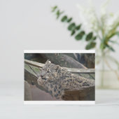 Snow Leopard Postkarte (Stehend Vorderseite)