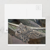 Snow Leopard Postkarte (Vorne/Hinten)