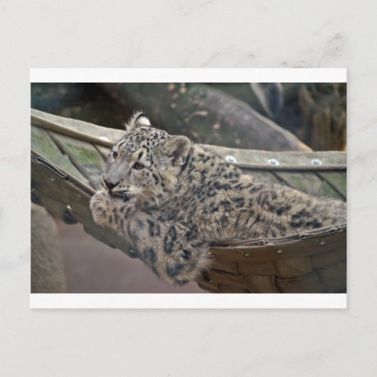 Snow Leopard Postkarte (Vorderseite)