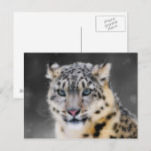 Snow Leopard Postkarte (Vorne/Hinten)
