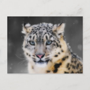 Snow Leopard Postkarte