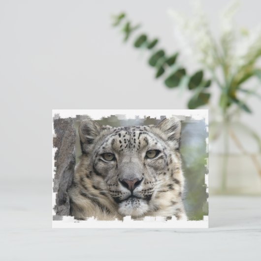 Snow Leopard Postkarte (Stehend Vorderseite)