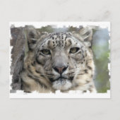 Snow Leopard Postkarte (Vorderseite)