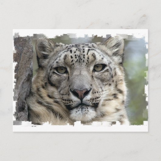 Snow Leopard Postkarte (Vorderseite)