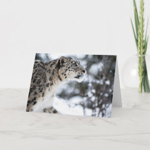 Snow Leopard Profile Karte