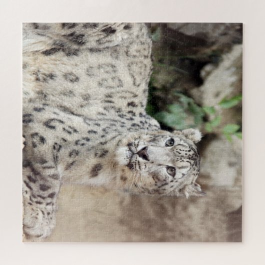 Snow Leopard Puzzle (Horizontal)