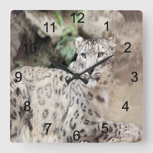 Snow Leopard Quadratische Wanduhr (Vorderseite)