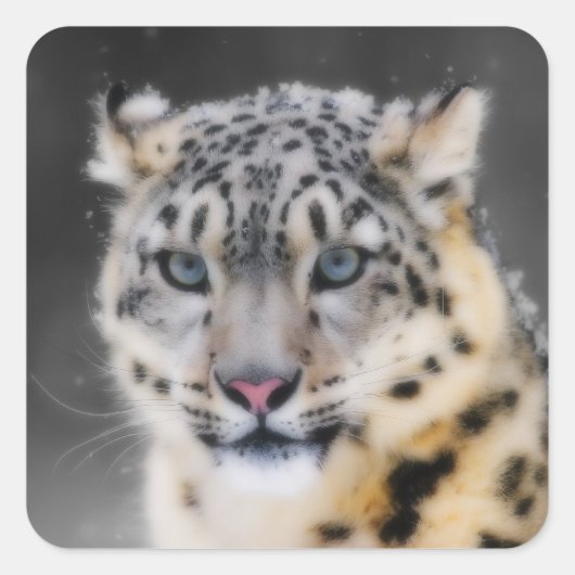 Snow Leopard Quadratischer Aufkleber (Vorderseite)