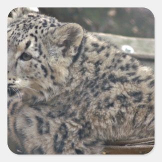 Snow Leopard Quadratischer Aufkleber