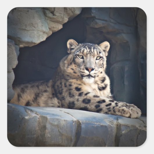 Snow Leopard Quadratischer Aufkleber (Vorderseite)