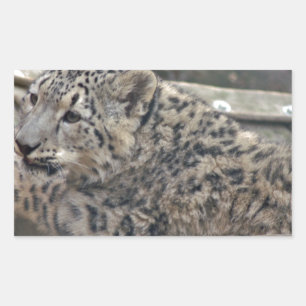 Snow Leopard Rechteckiger Aufkleber