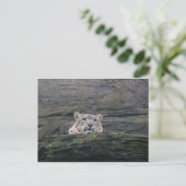 Snow Leopard Ruhen Postkarte (Stehend Vorderseite)