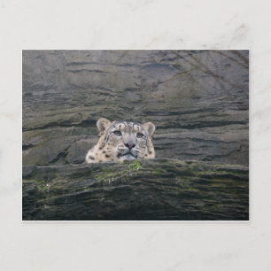 Snow Leopard Ruhen Postkarte