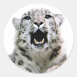 Snow Leopard Runder Aufkleber