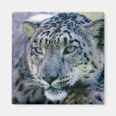 Snow Leopard-Schließung Magnet (Vorne)