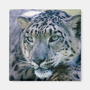 Snow Leopard-Schließung Magnet