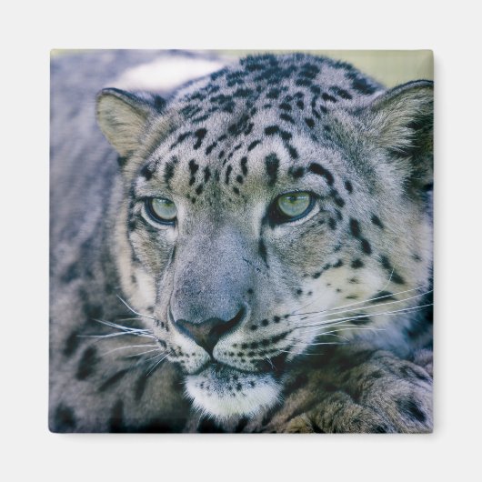 Snow Leopard-Schließung Magnet (Vorne)