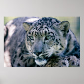 Snow Leopard-Schließung Poster (Vorne)