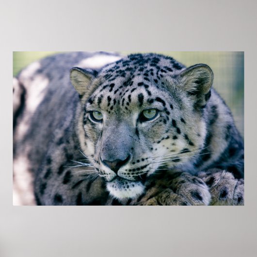 Snow Leopard-Schließung Poster (Vorne)