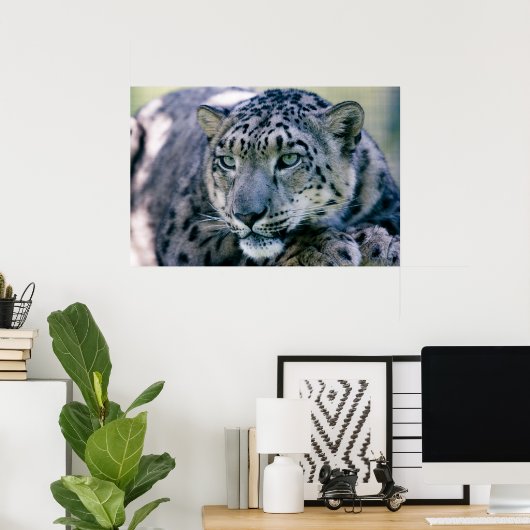 Snow Leopard-Schließung Poster (Heimbüro)