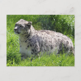 Snow Leopard Schöne Fotografie Postkarte