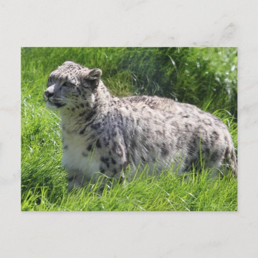Snow Leopard Schöne Fotografie Postkarte (Vorderseite)