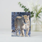 Snow Leopard Studie D - Öle Feiertagskarte (Stehend Vorderseite)