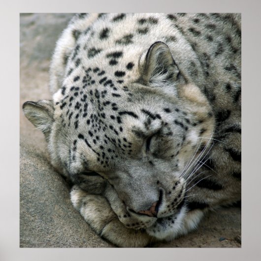 Snow Leopard - süße Träume Poster (Vorne)