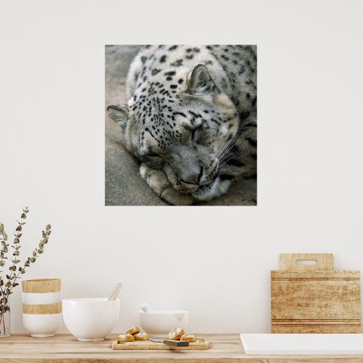 Snow Leopard - süße Träume Poster (Küche)