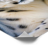 Snow Leopard Tierart Zuneigung Cari Poster (Ecke)