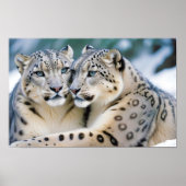 Snow Leopard Tierart Zuneigung Cari Poster (Vorne)