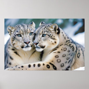 Snow Leopard Tierart Zuneigung Cari Poster